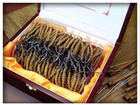 吴中冬虫夏草回收